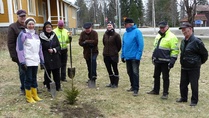 Rotarit istuttivat nimikkopuun Juvan 575 v Juhlapuistoon 10.5.17