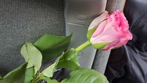 Paluumatka osui naistenpäivälle. Virta Lines yllätti "tytöt" ruusuilla.